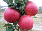 Яблоки от производителя 